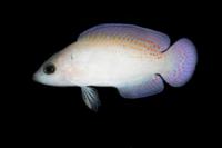 picture of Cherry Spot Dottyback Med                                                                            Pholidochromis cerasina